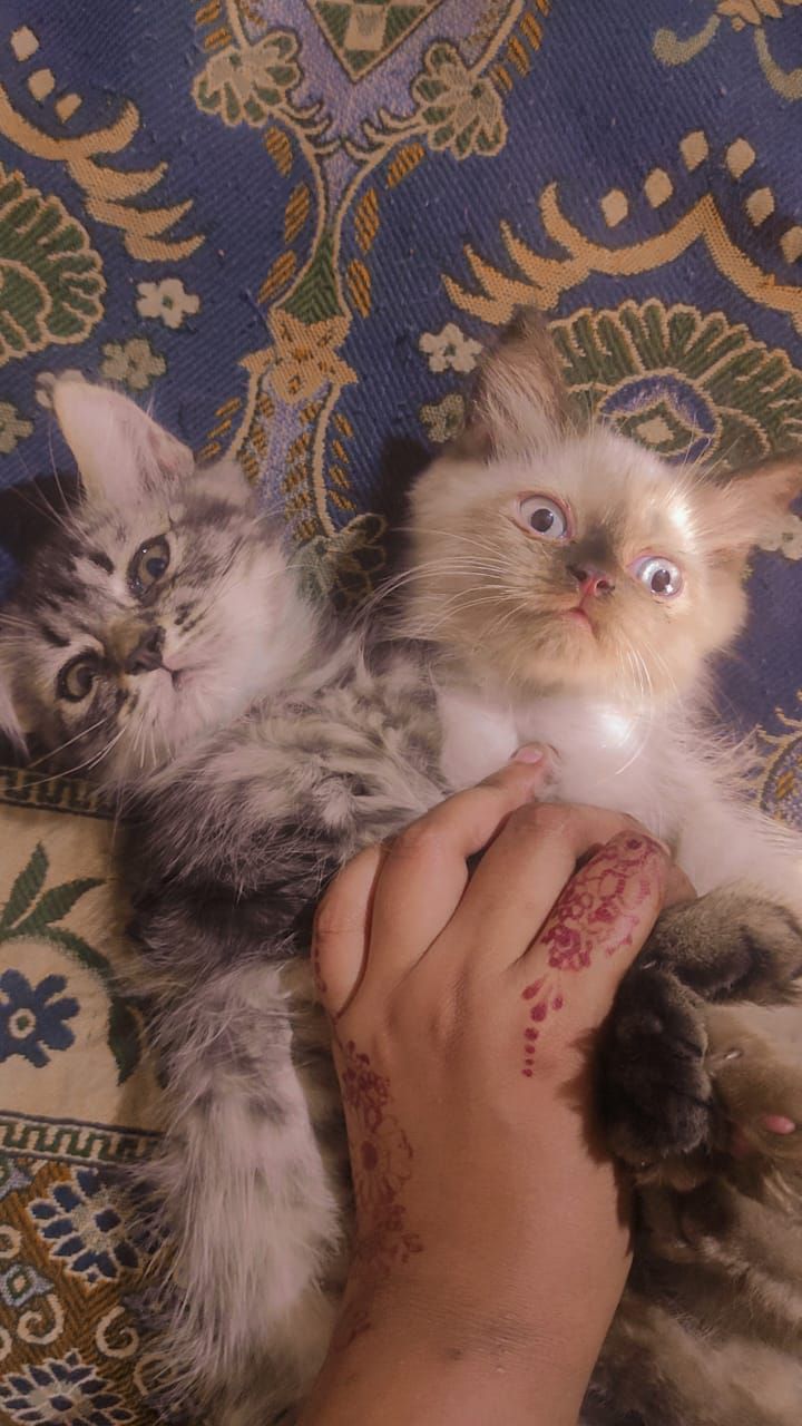 Pursion kittens