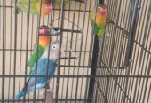 Love birds