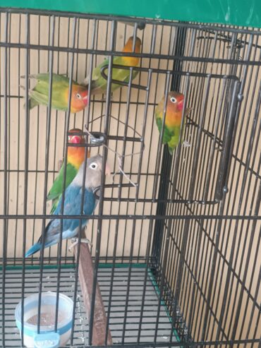 Love birds