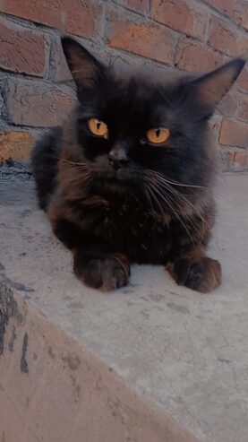 Black Pursion male