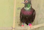 Black peigon