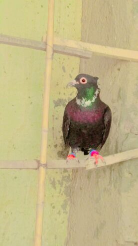 Black peigon