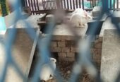 Rabbits (Red eyes)