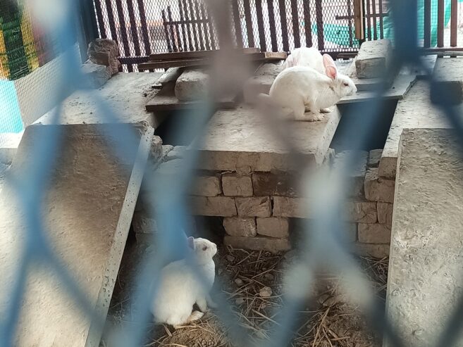 Rabbits (Red eyes)