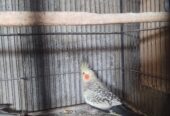COcktail breeder pair
