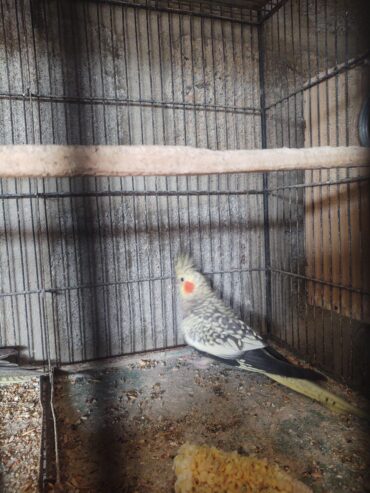 COcktail breeder pair