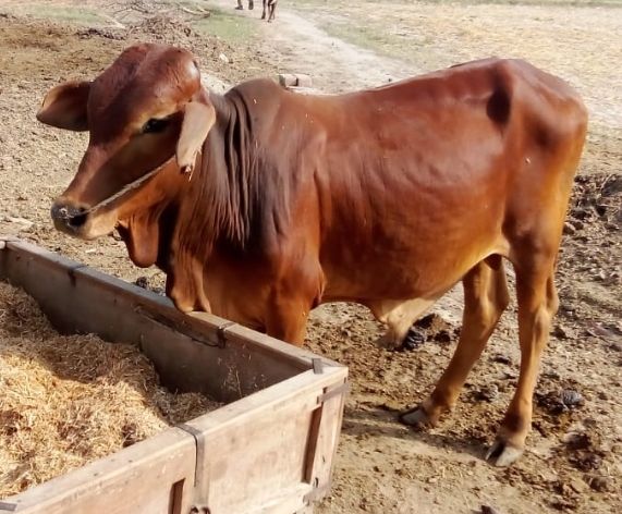 خوبصورت بیل ارجنٹ فار سیل ھے