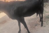 Dhood wali bakri/ goats