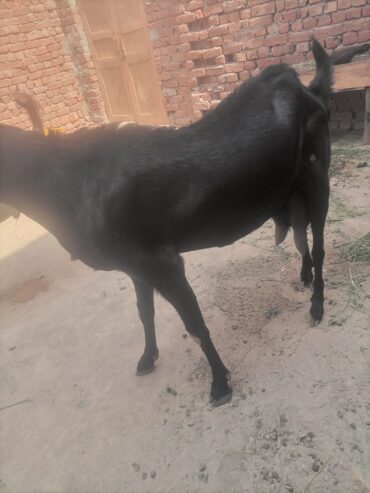 Dhood wali bakri/ goats