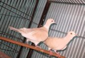 Male dove