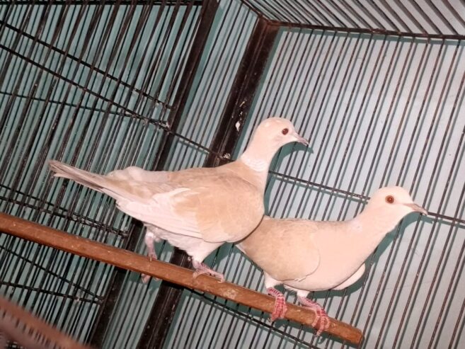 Male dove