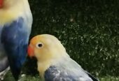 Blue 2 working