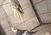 COcktail breeder pair