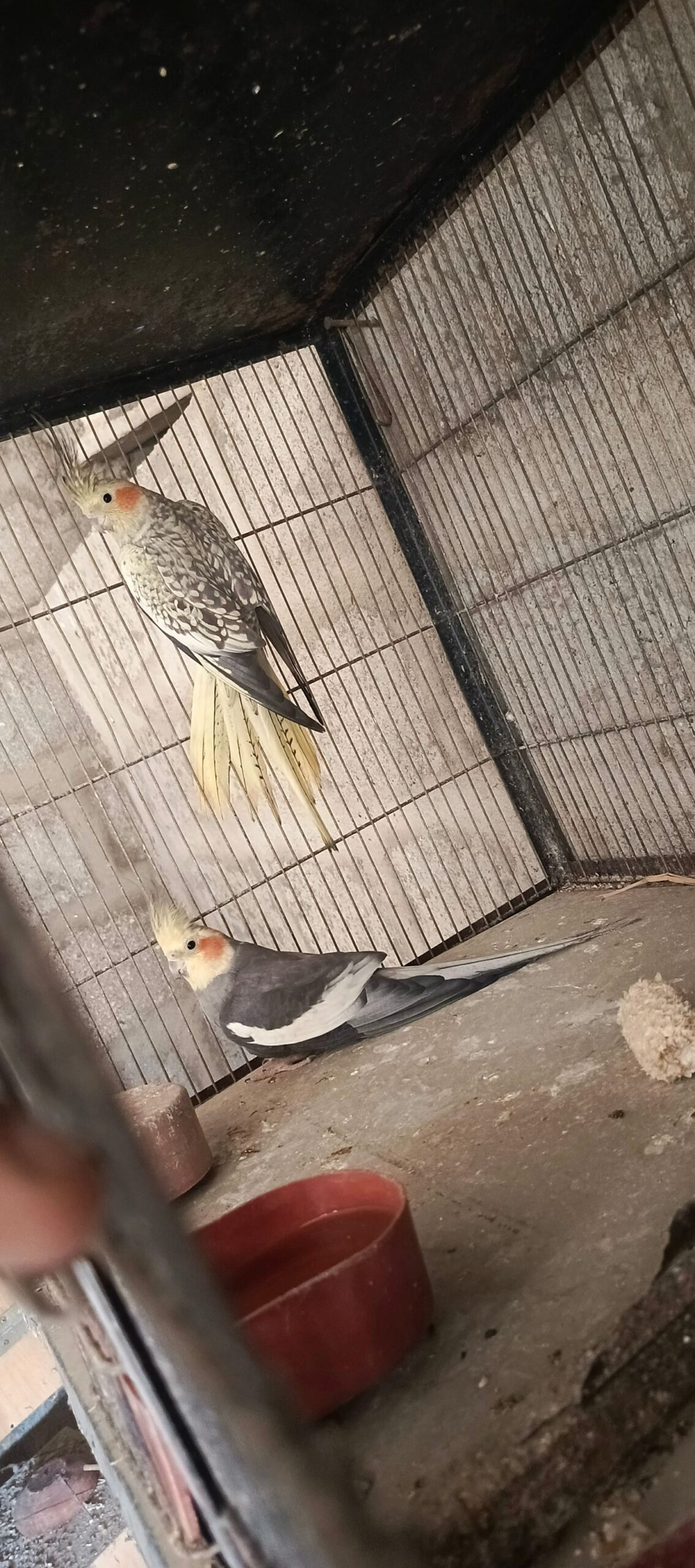 COcktail breeder pair