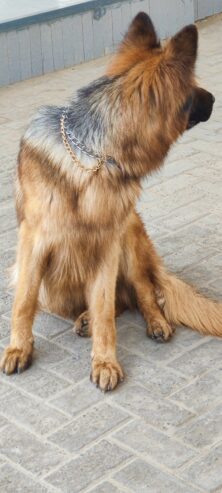 king size pedigree male long coat but testicle single heavy bone structure black mask