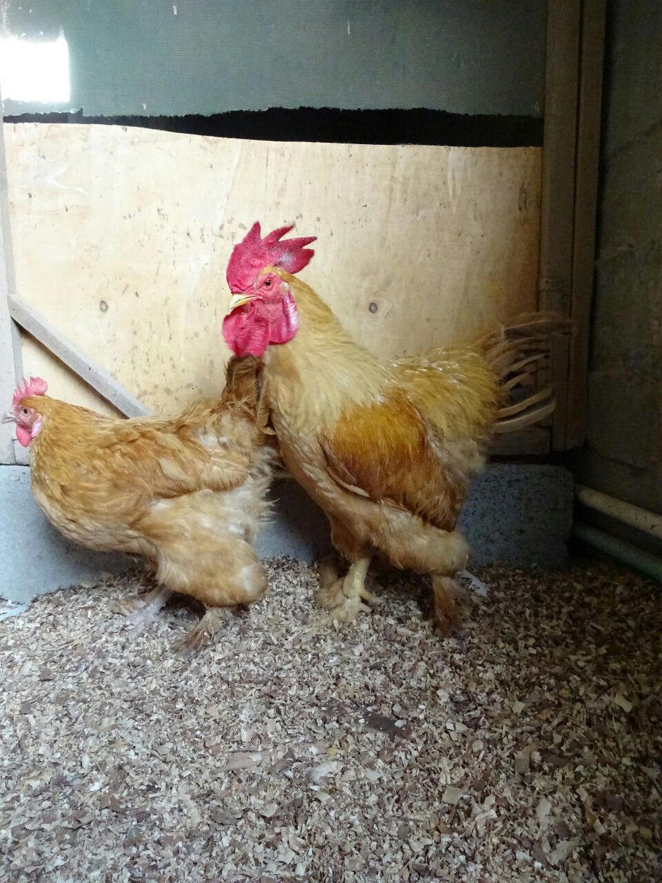 3 Golden Heavy Buff Pair Available