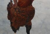 Aseel patha for sale