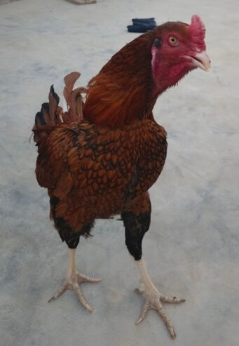 Aseel patha for sale