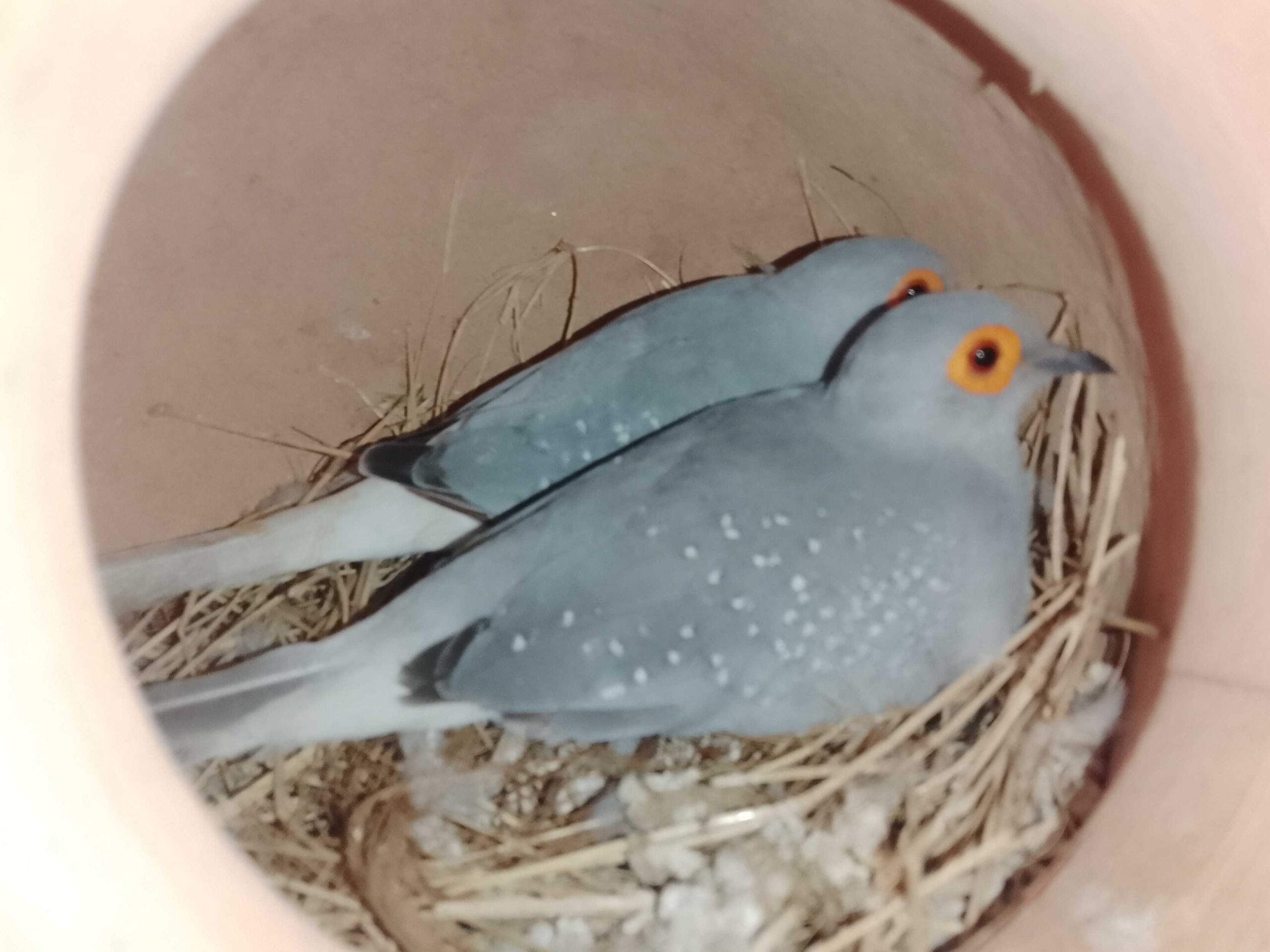 Diamond dove