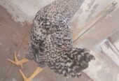 Plymouth rock breed male