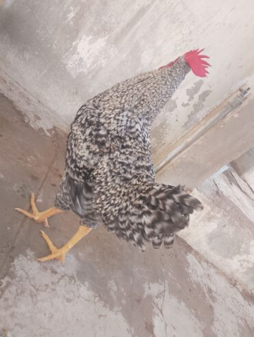 Plymouth rock breed male
