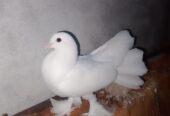 Lucky pigeon pair