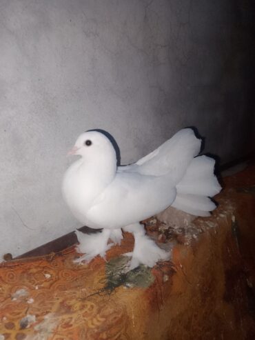 Lucky pigeon pair