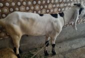 Desi bakra
