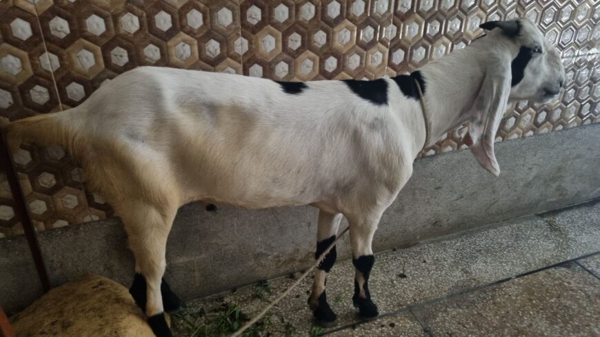 Desi bakra