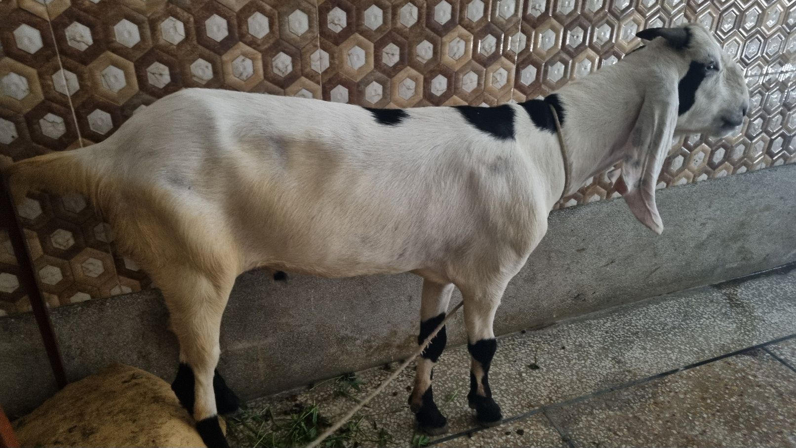 Desi bakra