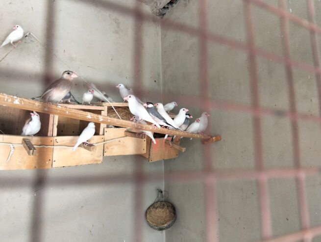 Albino red eyes pair with extra male with 3 eags