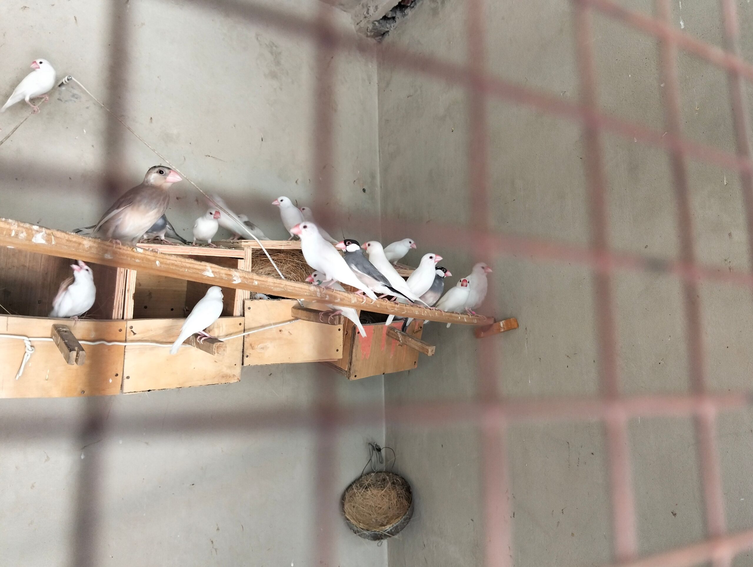 Albino red eyes pair with extra male with 3 eags