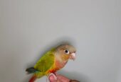 Tame Pineapple Conure for Sale – Friendly & Hand-Raised