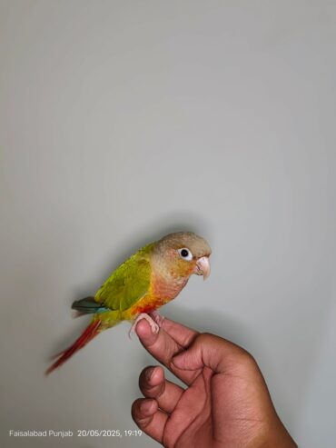 Tame Pineapple Conure for Sale – Friendly & Hand-Raised