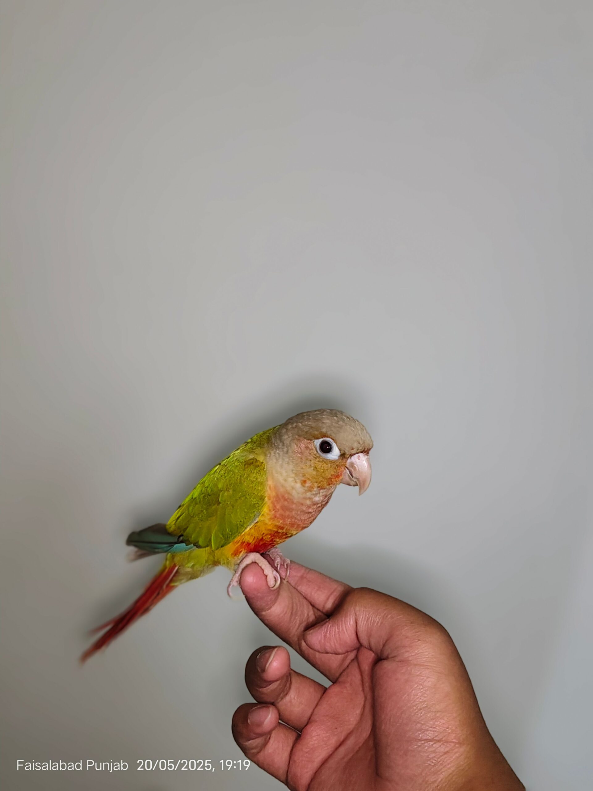 Tame Pineapple Conure for Sale – Friendly & Hand-Raised