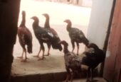 Aseel chicks