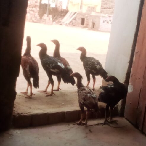 Aseel chicks
