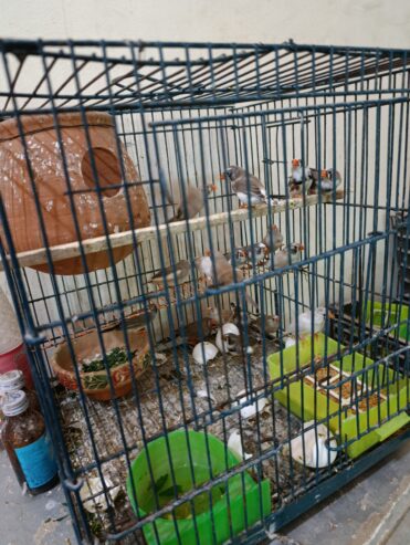 Zebra finch