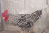 Plymouth rock breed male