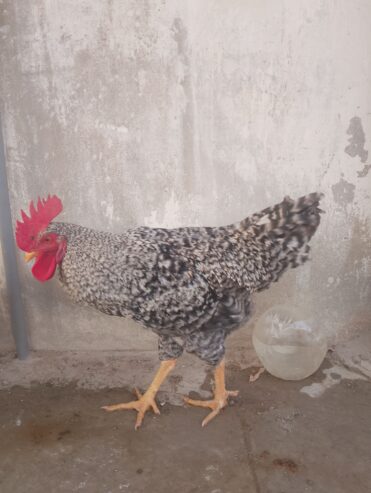 Plymouth rock breed male