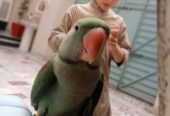 Raw parrot 🦜