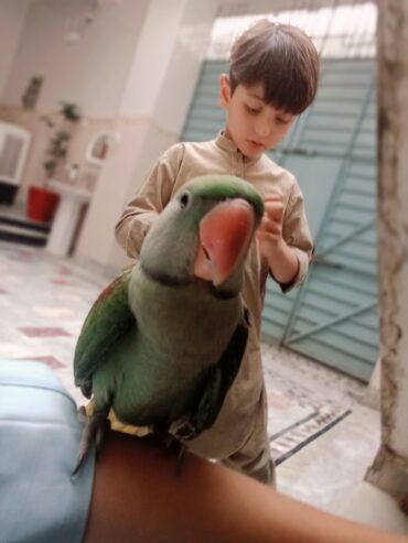 Raw parrot 🦜
