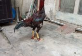 Pure Aseel patha
