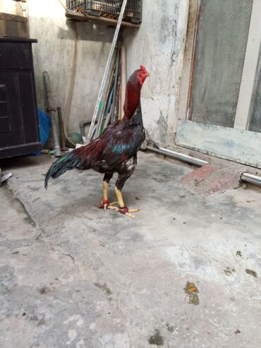 Pure Aseel patha