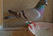 Blue bar female peigon