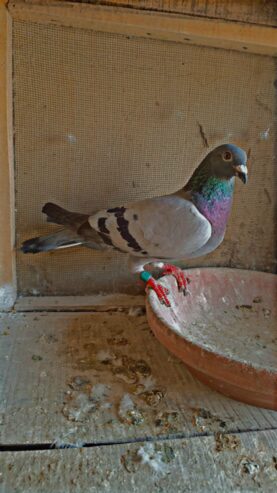 Blue bar female peigon