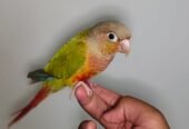 Tame Pineapple Conure for Sale – Friendly & Hand-Raised