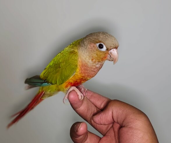 Tame Pineapple Conure for Sale – Friendly & Hand-Raised