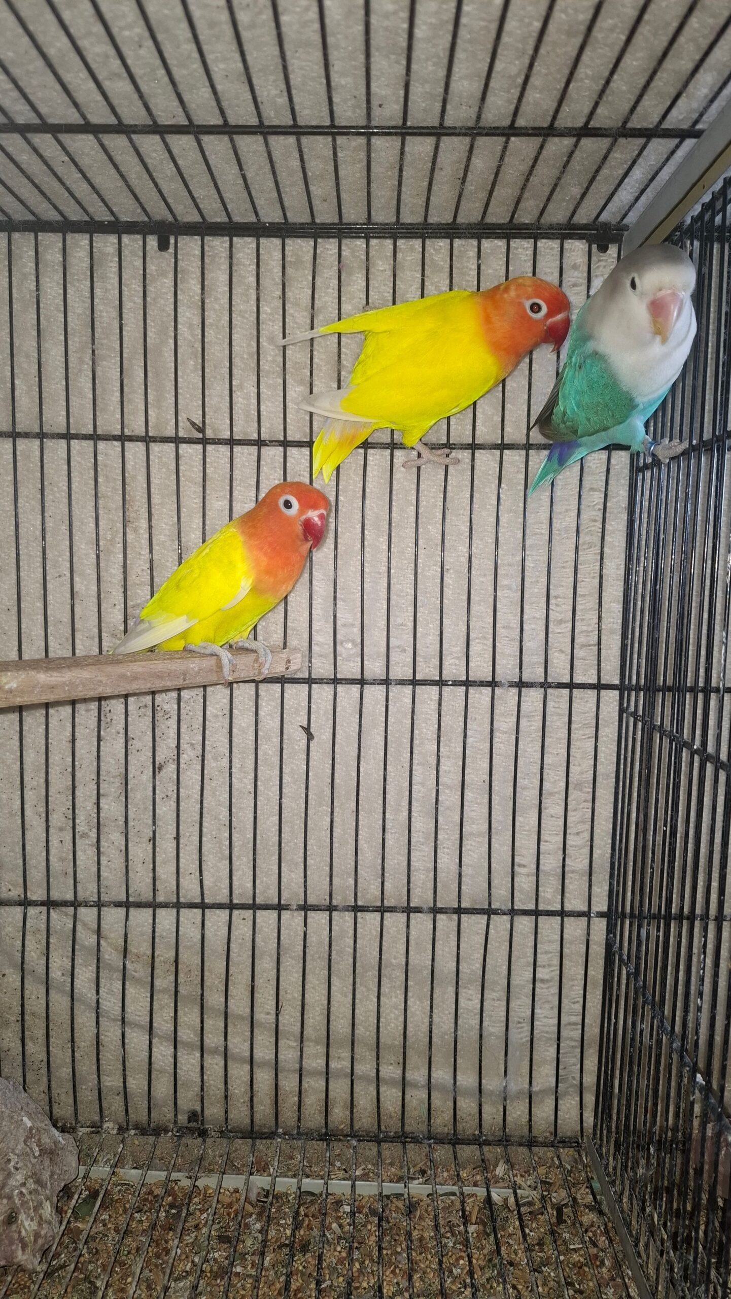 Love birds