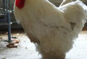 White Heavy Buff Pair Available